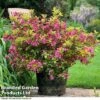 Weigela 'Magic Carpet' -Garden Plants weigela5