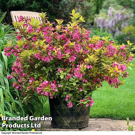 Weigela 'Magic Carpet' 3 Weigela 'Magic Carpet'