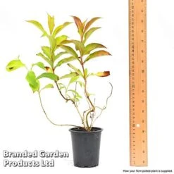 Weigela 'Magic Carpet' 13 Weigela 'Magic Carpet' -Garden Plants weigela6