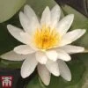 Water Lily White With A Pond Basket -Garden Plants white5