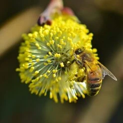 Best Mixed Native Wildlife Hedging | Growers' Choice -Garden Plants willow tortousa