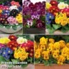 Winter Bedding Best Seller Collection -Garden Plants wincoll