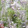 Wisteria Sinensis 'Prolific' -Garden Plants wist