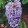 Wisteria Sinensis 'Amethyst' -Garden Plants wist ame
