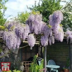Wisteria Sinensis 'Prolific' 16 Wisteria Sinensis 'Prolific' -Garden Plants wist3