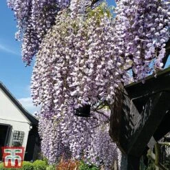 Wisteria Sinensis 'Prolific' 17 Wisteria Sinensis 'Prolific' -Garden Plants wist4