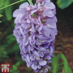 Wisteria Frutescens 'Amethyst Falls' -Garden Plants wisteria amethyst 2