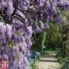 Wisteria Frutescens 'Amethyst Falls'