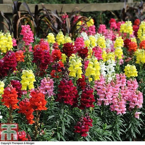 Nurseryman's Choice Summer Annual Plants 4 Nurseryman's Choice Summer Annual Plants - Image 2