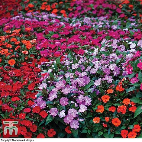 Nurseryman's Choice Summer Annual Plants 7 Nurseryman's Choice Summer Annual Plants - Image 5