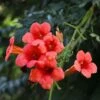 Campsis Radicans 'Flamenco' -Garden Plants z CAMP T79038 A