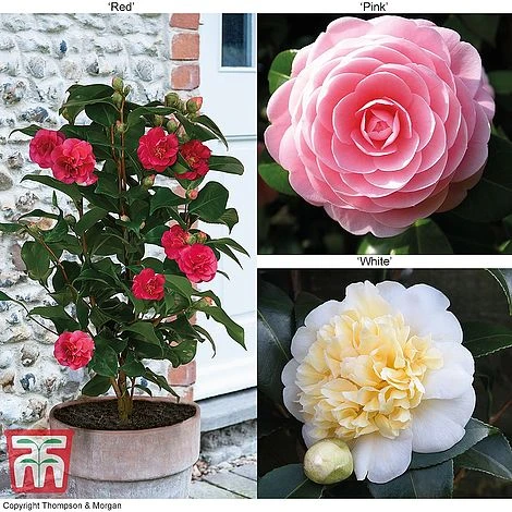 Camellia 'Blooming Wonder' Trio 3 Camellia 'Blooming Wonder' Trio