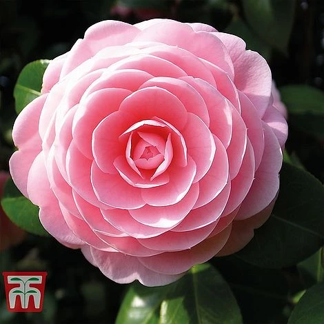 Camellia 'Blooming Wonder' Trio 4 Camellia 'Blooming Wonder' Trio - Image 2