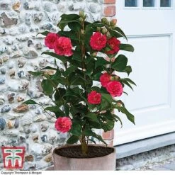 Camellia 'Blooming Wonder' Trio 8 Camellia 'Blooming Wonder' Trio -Garden Plants z Camellia Blooming Wonder Red