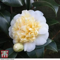 Camellia 'Blooming Wonder' Trio 9 Camellia 'Blooming Wonder' Trio -Garden Plants z Camellia Blooming Wonder White
