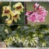 Fragrant Winter Shrub Collection