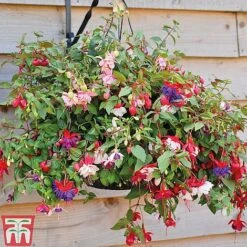 Fuchsia Trailing Pre-Planted Basket -Garden Plants z FUCH T51695 D