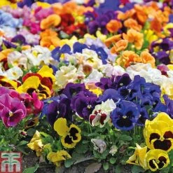 Pansy Summertime Mix (Garden Ready) -Garden Plants z PANS P85592 A4