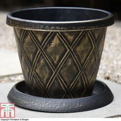 Clematis 'New Love' -Garden Plants z PATI T56850P A36