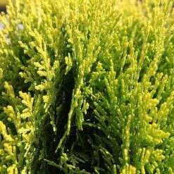 Platycladus Orientalis 'Aurea Nana' -Garden Plants z PLAT T74282 A h