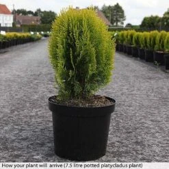 Platycladus Orientalis 'Aurea Nana' -Garden Plants z PLAT T74282 B h