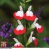 Salvia 'Hot Lips' -Garden Plants z SALV T51410 C