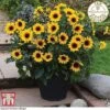 Sunflower SunBelievable™ 'Brown Eyed Girl' -Garden Plants z SUNB TKA1036 A1201