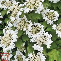 Viburnum Duo -Garden Plants z VIBR T14749 C