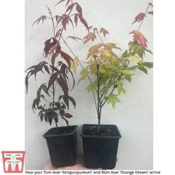 Acer Bold Duo -Garden Plants z acers