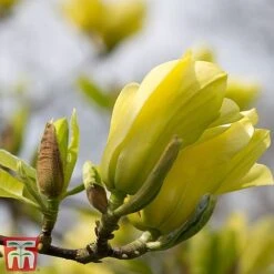 Magnolia X Brooklynensis 'Yellow Bird' -Garden Plants z yellow11