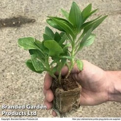 Alstroemeria 'Tree Everest Mix' -Garden Plants zalstro jumbo size11